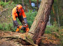 Reliable Waimea, HI  Tree Services Solutions