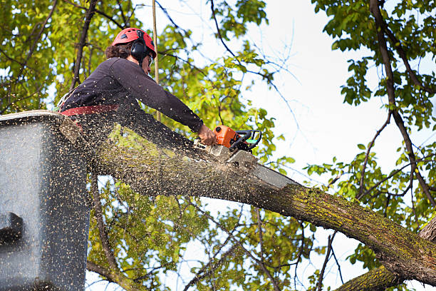 How Our Tree Care Process Works  in  Waimea, HI